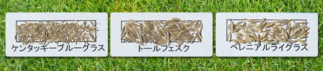種の画像