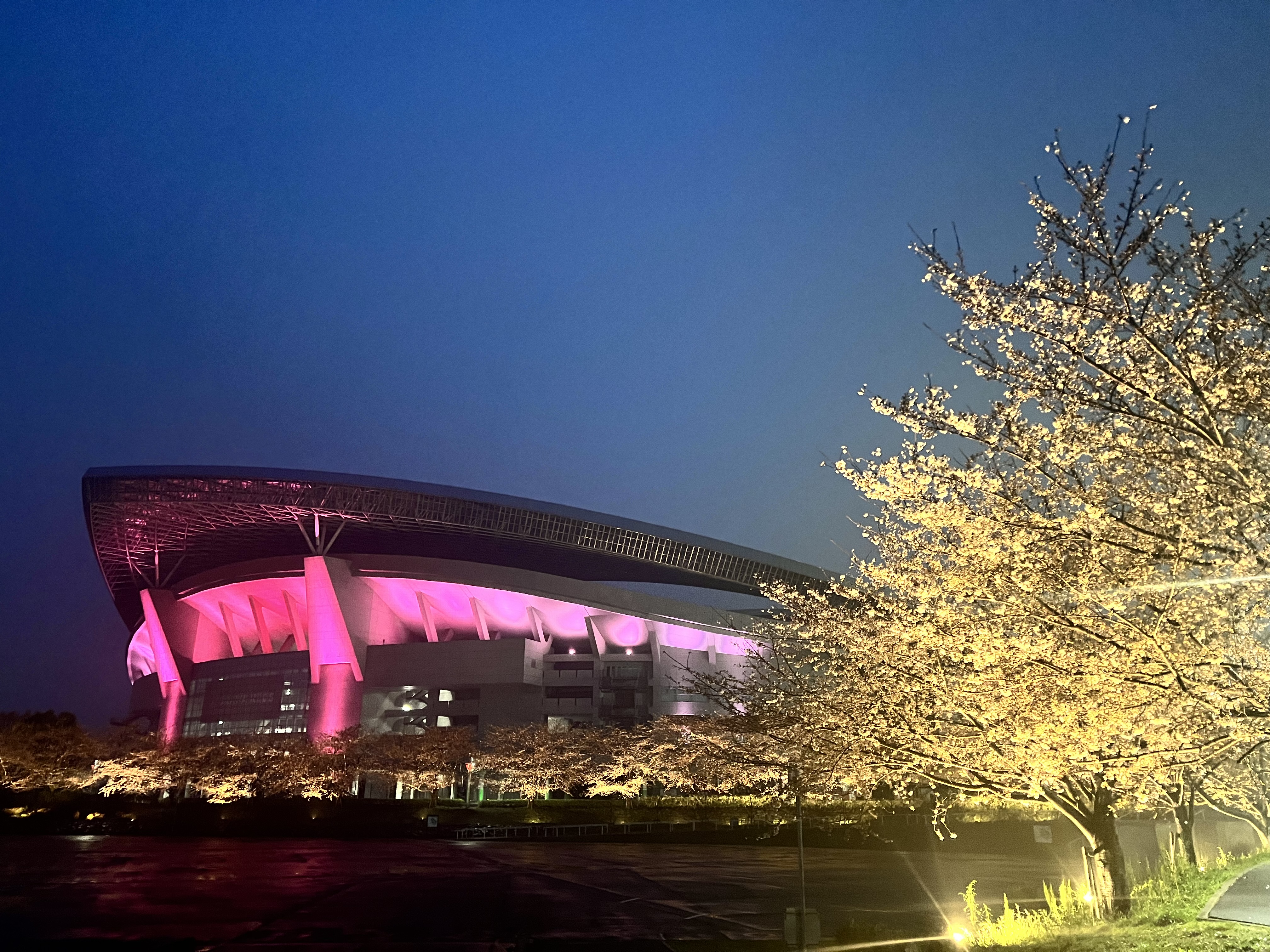 桜ライトアップについて